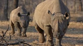 Le permis de tuer le rhinocéros noir fait polémique