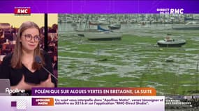 Algues vertes: en Bretagne, les mesures de pollution de l'air bientôt publiées quotidiennement