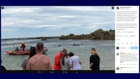 Photo des dauphins coincés sur la plage « Les Grèves d’en bas » à Frehel. 