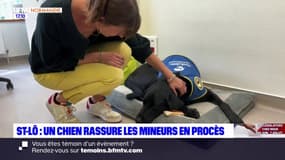 St-Lô: le chien Ravel rassure les mineurs lors d'auditions au sein de l'Unité Médico Judiciaire