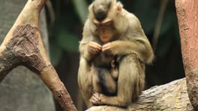 La liquidation judiciaire du parc animalier a été mise à profit pour effectuer des prélèvements et préciser le statut sanitaire des macaques.
	