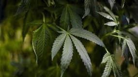 Un tiers des adultes de 18 à 64 ans (33%) ont déjà fumé du cannabis, qui reste la drogue la plus consommée en France, selon une étude réalisée par les pouvoirs publics. /Photo prise le 7 mai 2011/REUTERS/Mark Blinch