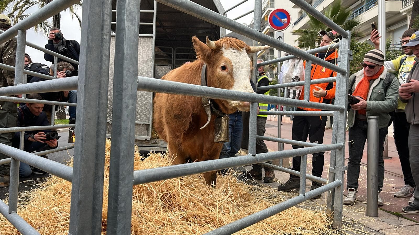 Les agriculteurs ont installé des vaches sur la promenade des Anglais ce 1er février 2024 Les agriculteurs ont installé des vaches sur la promenade des Anglais ce 1er février 2024