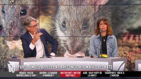 Paris: un élu appelle à la réconciliation avec les rats