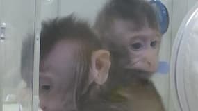 Deux singes clonés pour mieux étudier les cancers chez l’Homme