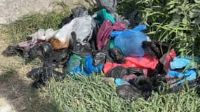 Des visiteurs des caps Blanc Nez et Gris Nez dans le Pas-de-Calais laissent les déjections de leur chien sur le site dans des sacs plastique.