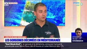 Les gorgones décimées en Méditerranée 