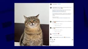Un chat star d'Instagram récolte 10.000 euros pour aider les animaux en Ukraine 