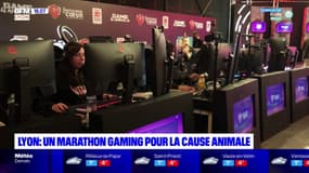 Lyon: un marathon gaming se tient ce week-end pour la cause animale