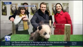 Emmanuel Macron rend visite au bébé panda du zoo de Beauval