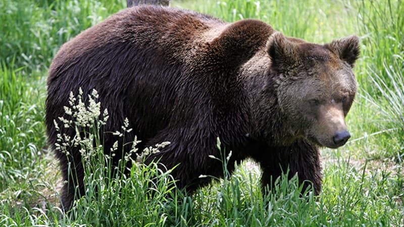 L'ours a été abattu par le père du jeune homme (photo d'illustration)