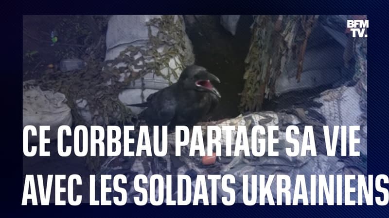 Des soldats ukrainiens partagent leur quotidien avec un corbeau domestique nommé Mavic
