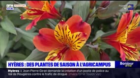 Hyères: des plantes de saison à acheter à l'agricampus