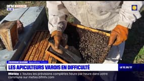 Var: les apiculteurs en difficulté à Fréjus