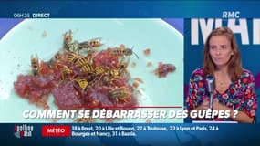« Allô Marie ? » : Comment se débarrasser des guêpes ? - 28/08