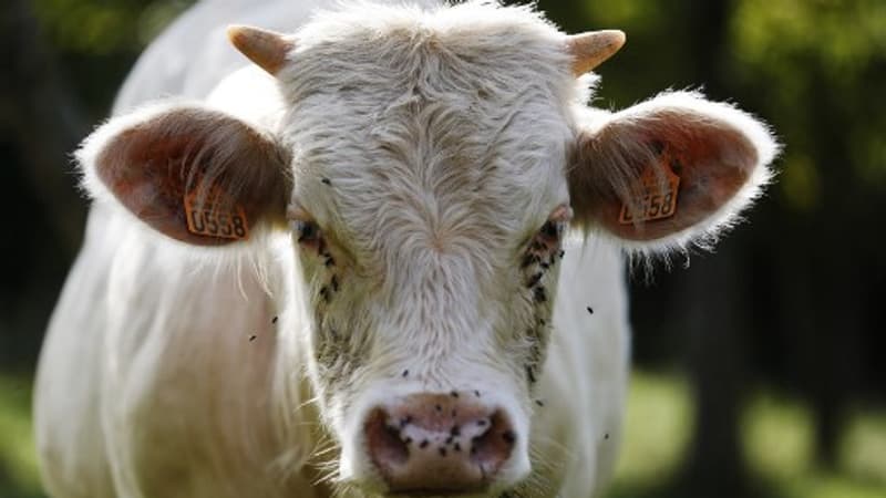 En Corse, des vaches désormais pucées pour éviter la fraude aux aides européennes