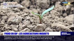 Froid en Ile-de-France: les agriculteurs inquiets