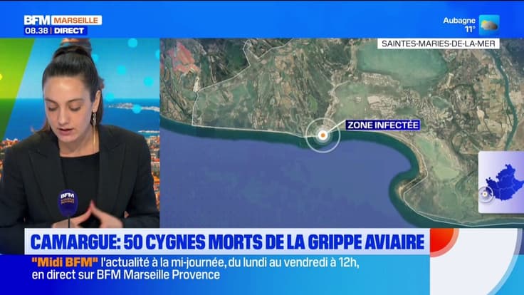 Camargue : 50 cygnes morts de la grippe aviaire