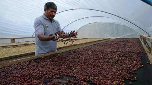 Javier Sedano, producteur de café de Satipo au Pérou, le 28 juin 2017 Javier Sedano, producteur de café de Satipo au Pérou, le 28 juin 2017