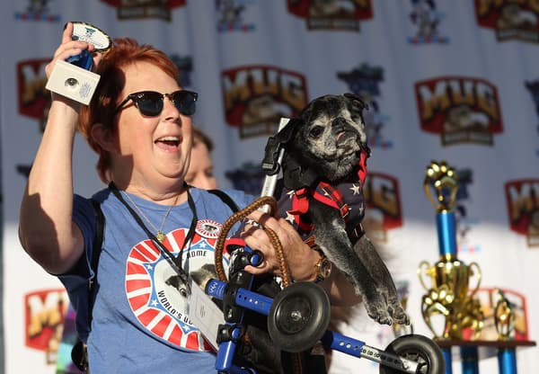 Rome, un carlin de 14 ans, reçoit le prix du public lors du concours du chien le plus moche du monde à Petaluma, en, Californie, le 21 juin 2024.