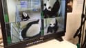 Le zoo de Beauval accueille un bébé panda