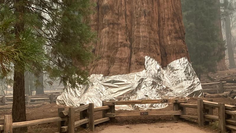 Le séquoia "Général Sherman", 83 mètres de haut, a été protégé avec de l'aluminium, le 17 septembre 2021