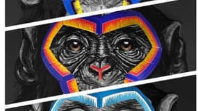 Les singes de Simone Fugazzotto