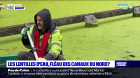 Les lentilles d'eau, fléau des canaux du Nord ?