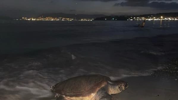 Une tortue Caouanne observée sur une plage de Saint-Cyr-sur-Mer (Var), dimanche 16 juillet 2023. Une tortue Caouanne observée sur une plage de Saint-Cyr-sur-Mer (Var), dimanche 16 juillet 2023.