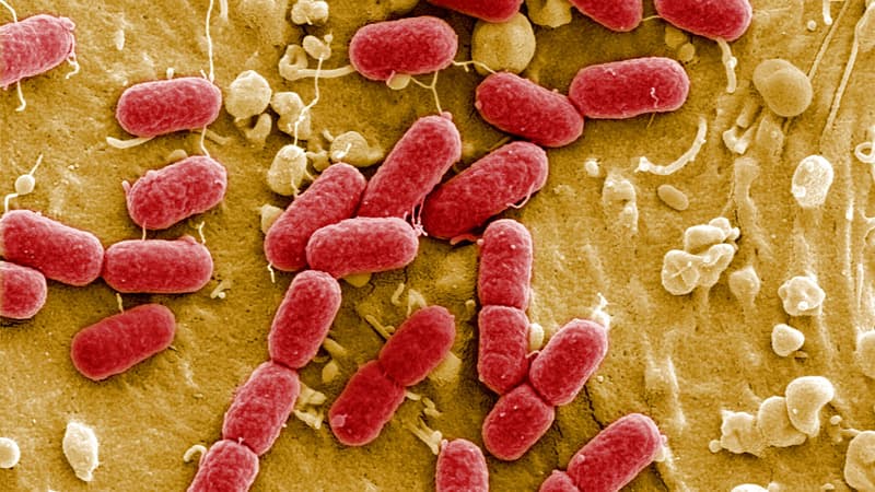 Image de la bactérie E. coli 