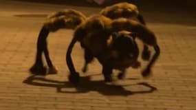 Chica, la chienne araignée qui sème la terreur dans les rues polonaises