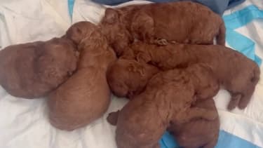 Les six chiots caniche qui ont été volés.