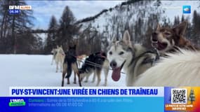 Puy-Saint-Vincent : une virée en chiens de traîneau