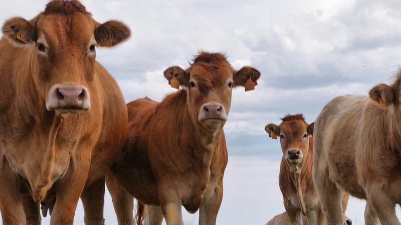 Les chercheurs ont inséré un nouveau gène dans le génome de l'animal. (illustration)