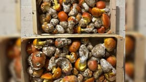 Les champignons proposés par le commerçant ce vendredi 27 septembre sur le marché de Vence