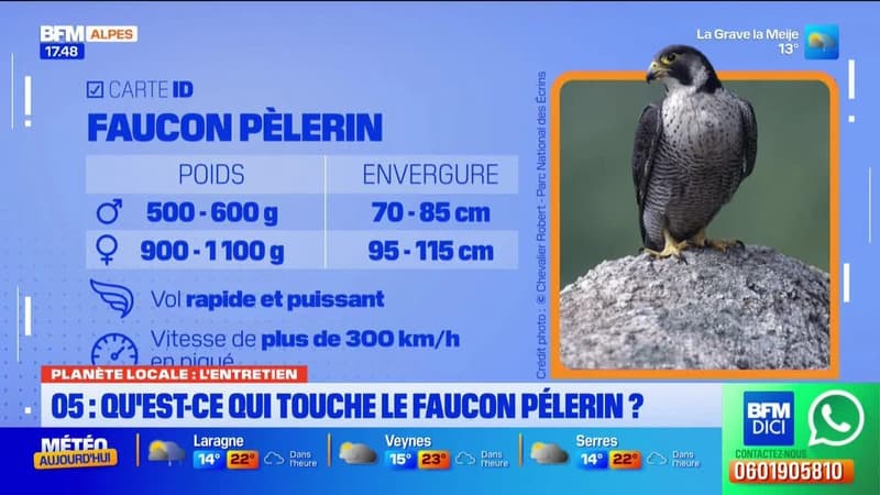 Planète Locale du mercredi 4 juin - Champcella : l’envoi d’un jeune faucon pèlerin