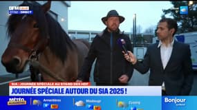 "Ils sont calmes et polyvalents": les chevaux trait du Nord présents au salon de l'agriculture
