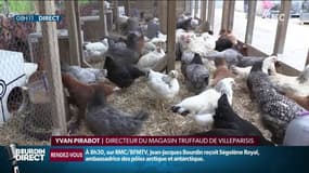 "Un animal sympathique, qui mange les déchets et qui fait des œufs": la poule, nouvel animal domestique à la mode