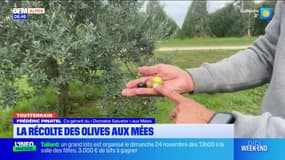 Tout terrain du dimanche 24 novembre 2024 - La récolte des olives aux Mées