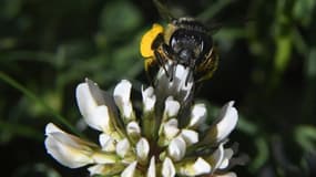 CLCV demande aux pouvoirs publics le renforcement des contrôles et la suppression des espaces libre-service avec au minimum une mise sous clé obligatoire de tous les pesticides.