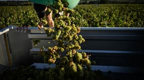 Vendanges à Château-Thébaud, le 13 septembre 2023 en Loire-Atlantique. Illustration