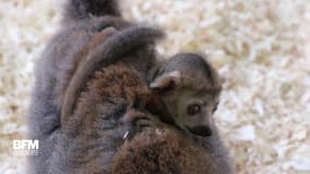 Ce bébé lémurien vient de naître au zoo de Besançon