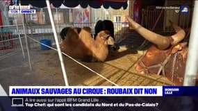 Roubaix: l'installation d'un cirque avec des animaux sauvages frustre la mairie