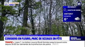 Hauts-de-Seine: le parc de Sceaux fête les cerisiers en fleurs