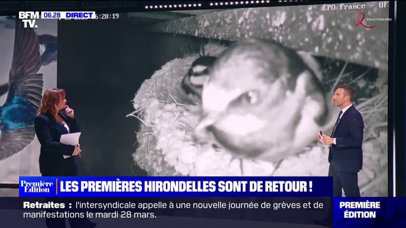 Les premières hirondelles sont de retour en France