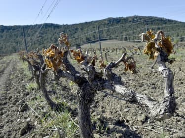 Des pieds de vigne détruits par l'épisode de gel à Estagel, près de Perpignan, le 13 avril 2021
