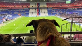 Dans les tribunes, une centaine de chiens ont assisté à OL-PFC ce samedi 12 avril.