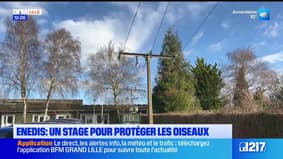 Enedis: un stage pour protéger les oiseaux dans le Pas-de-Calais