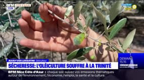 La Trinité: la récolte des olives affectée par la sécheresse