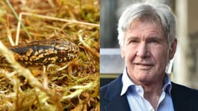Harrison Ford et le serpent Tachymenoides harrisonfordi